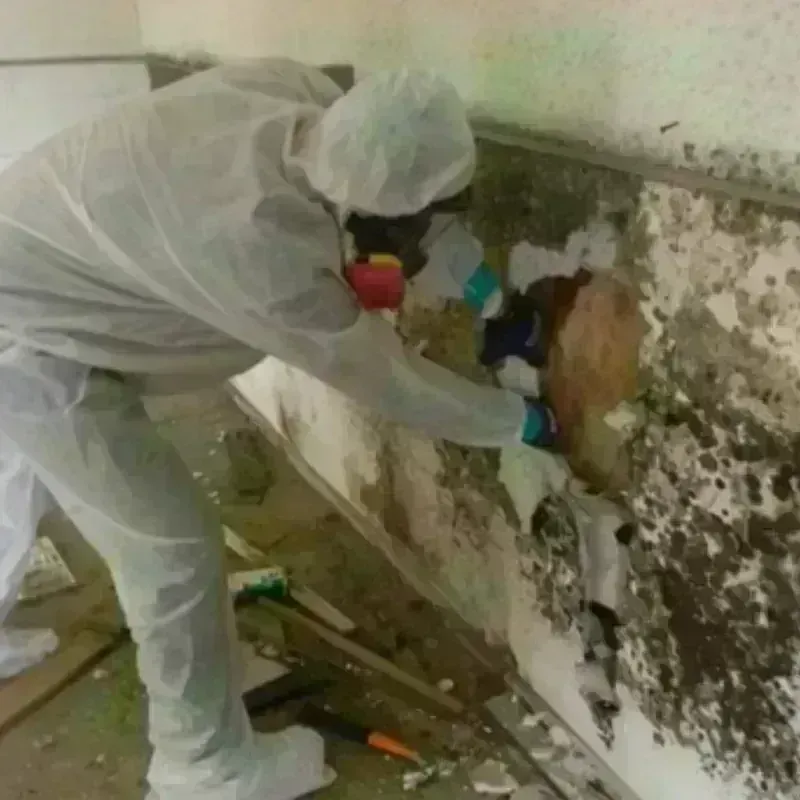 Mold Remediation and Removal in Mineral County, NV